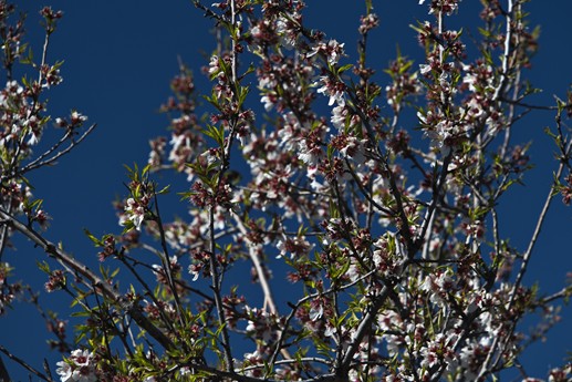 9 feb 2021 Fioritura mandorli